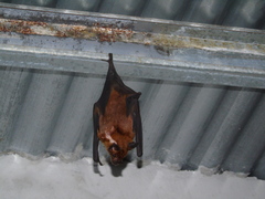 Phyllostomus hastatus