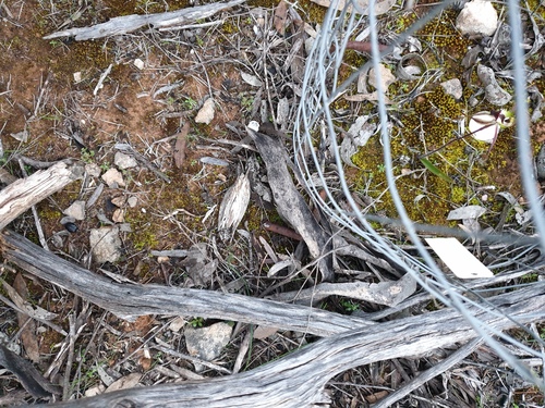 Image of Caladenia macroclavia by (c) Rosalie Lawrence, some rights reserved (CC BY)