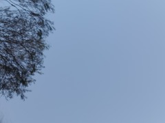 Caladenia macroclavia