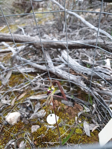 Image of Caladenia macroclavia by (c) Rosalie Lawrence, some rights reserved (CC BY)