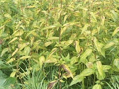 Urtica platyphylla