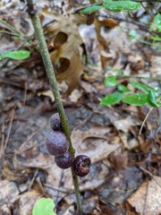 Disholcaspis globosa