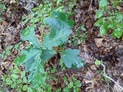 Disholcaspis globosa