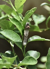 Heraclides andraemon andraemon