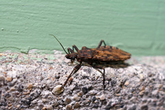 Panstrongylus rufotuberculatus