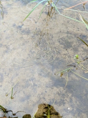 Potamogeton berchtoldii