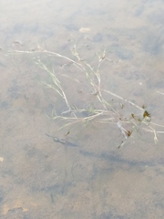 Potamogeton spirillus