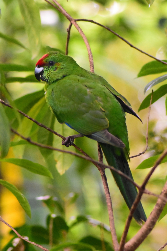 norfolk island green parrot