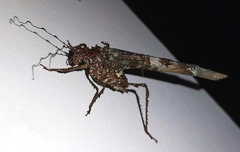 Anaphidna rubricorpus