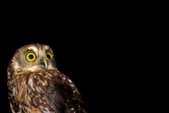 Ninox novaeseelandiae