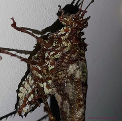 Anaphidna rubricorpus