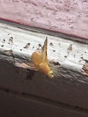Icterica