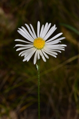 Brachyscome dentata