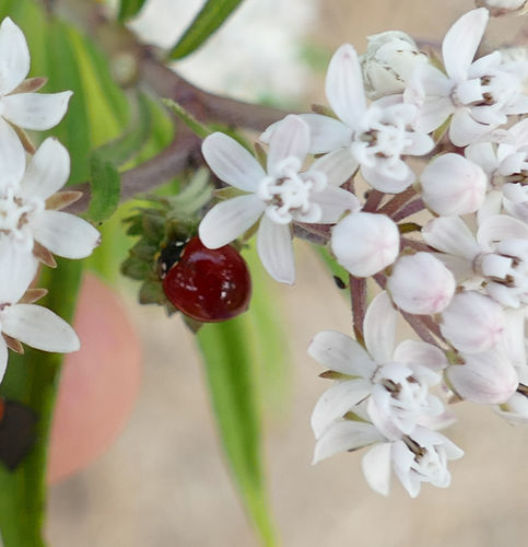 Spotless Lady Beetle photo 6