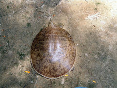 Apalone mutica mutica