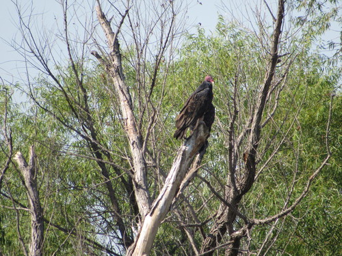 Turkey Vulture photographed in Oklahoma