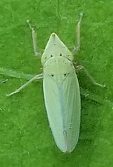 Draeculacephala balli