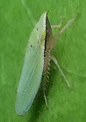 Draeculacephala balli