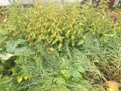 Urtica platyphylla
