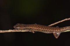 Saproscincus basiliscus