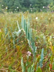 Andromeda polifolia latifolia