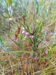Andromeda polifolia latifolia