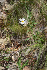 Brachyscome dentata