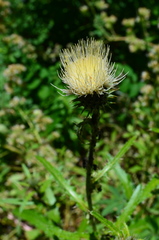 Cirsium cymosum