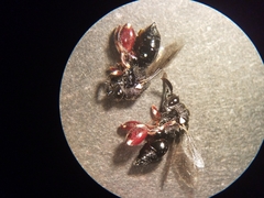 Brachymeria podagrica