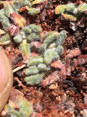 Eriogonum holmgrenii