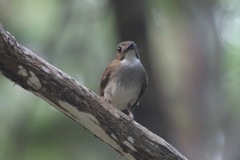 Cyornis umbratilis