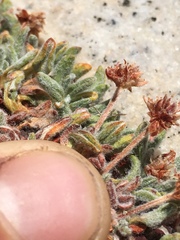 Eriogonum holmgrenii