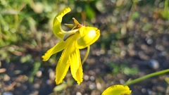 Goodenia arguta