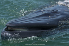 Balaenoptera edeni
