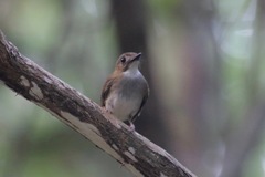 Cyornis umbratilis