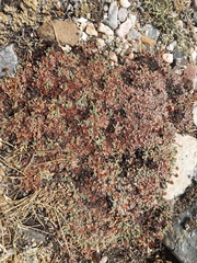 Eriogonum holmgrenii