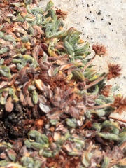 Eriogonum holmgrenii