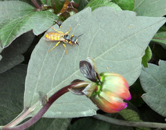 Philanthus triangulum