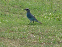 Thraupis glaucocolpa