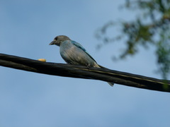 Thraupis glaucocolpa