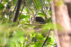 Urodynamis taitensis