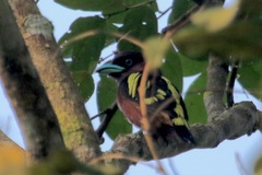 Eurylaimus javanicus