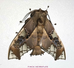 Parathyris cedonulli