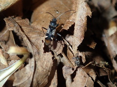 Dieuches maculicollis