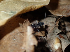 Dieuches maculicollis