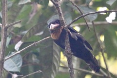 Corydon sumatranus