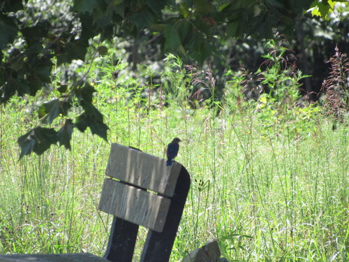 Eastern Bluebird photographed in Oklahoma