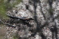 Ctenophorus maculatus