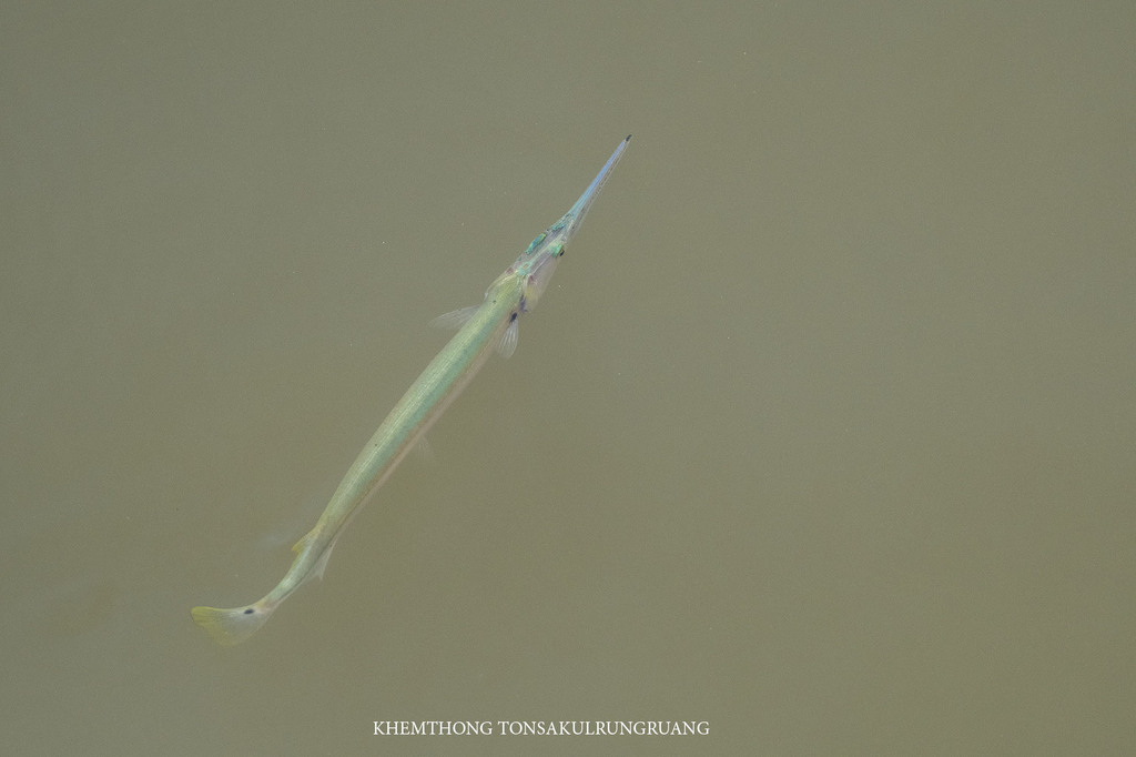 Spottail Needlefish
