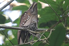 Batrachostomus auritus